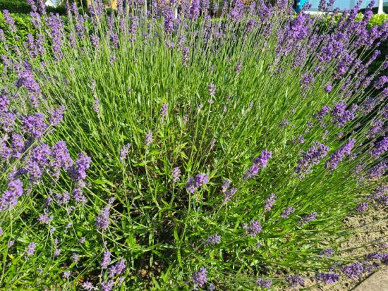 Vaste Planten In De Tuin Wooninspiratie