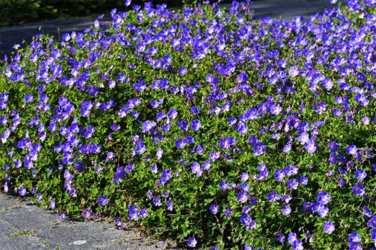 Vaste Planten In De Tuin Wooninspiratie