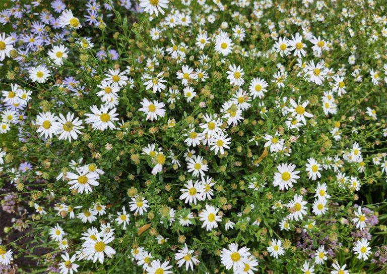 Vaste Planten In De Tuin Wooninspiratie